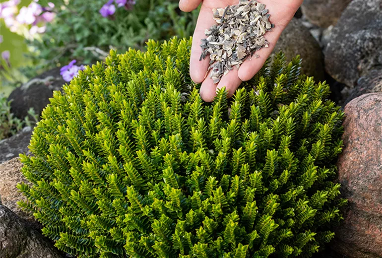 Rasen und Pflanzen düngen Kutter Gartencenter