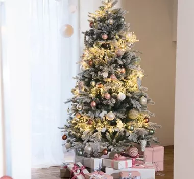 Oh Tannenbaum: Finde den Richtigen