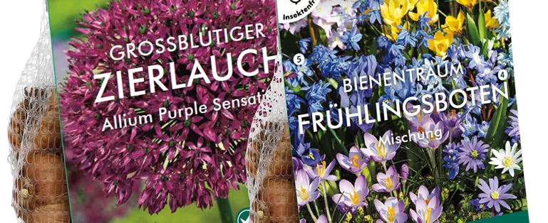 Mockup_Blumenzwiebeln_Allium_zwei.png