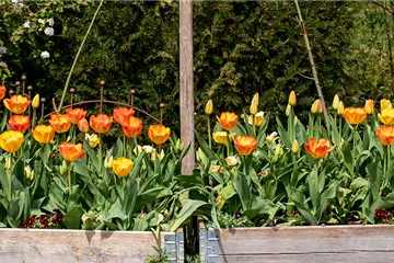 Den Frühlingszauber pflanzen Den Frühlingszauber pflanzen