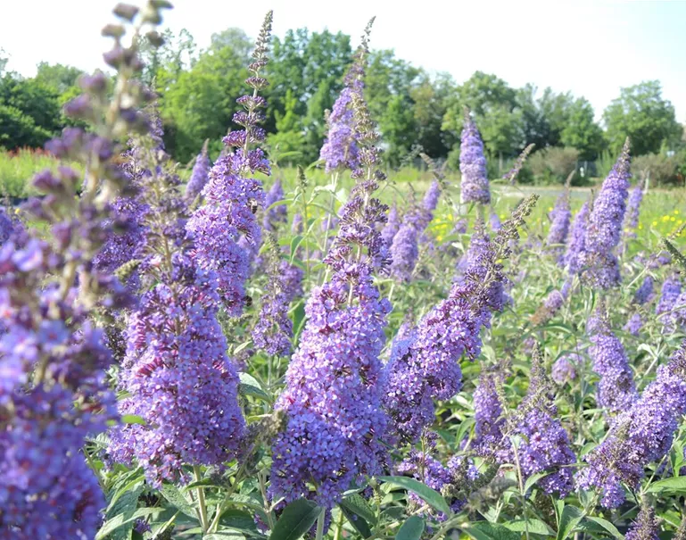 Buddleja Empire Blue ED (8) Buxacher Straße.JPG