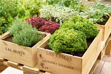 Gemüse-, Kräuter- und Obstgarten im August Gemüse-, Kräuter- und Obstgarten im August