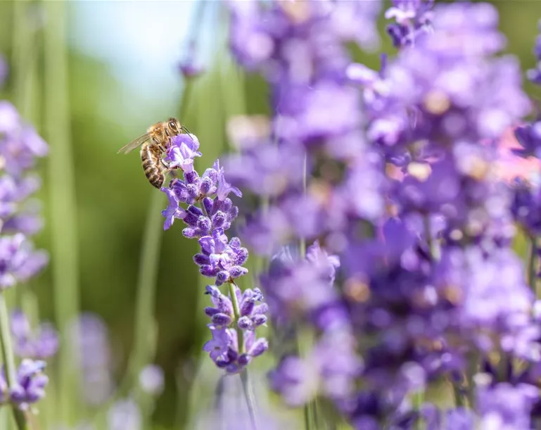 Lavendel mit Biene