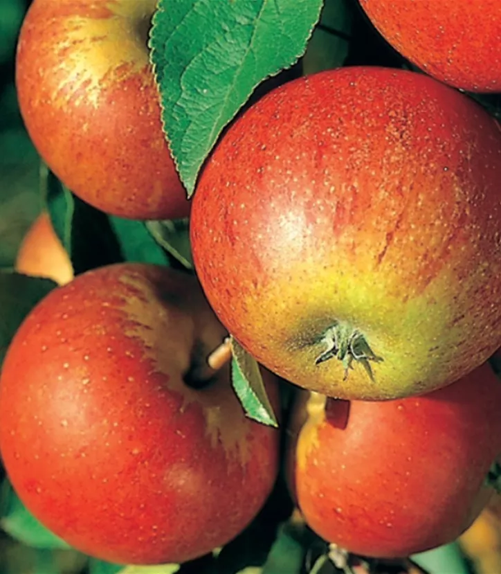 Apfel-1.png Apfel-1.png