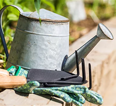 Allgemeine Gartenarbeit im August