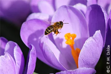 Bienenfreundliche Blumenzwiebeln Bienenfreundliche Blumenzwiebeln