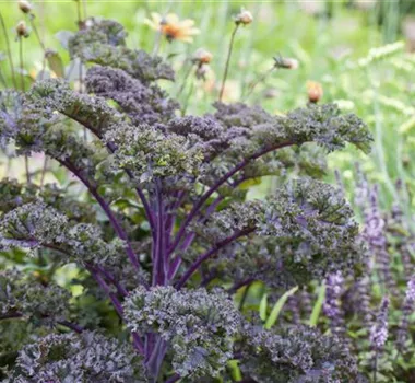 Gemüse-, Kräuter- und Obstgarten im März