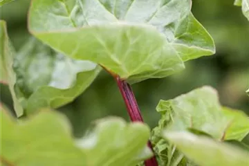 Gemüse-, Kräuter- und Obstgarten im Oktober Gemüse-, Kräuter- und Obstgarten im Oktober